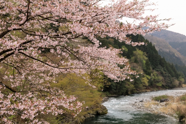 岐阜県 揖斐川水系 根尾東谷川 おすすめポイント イワナ アマゴ ニジマス釣り場ガイド